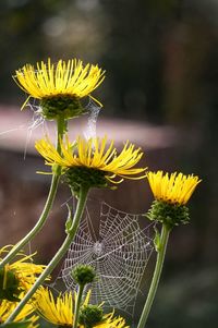 Close-up of yellow flowers