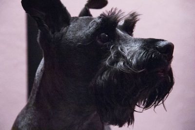 Close-up of miniature schnauzer at home