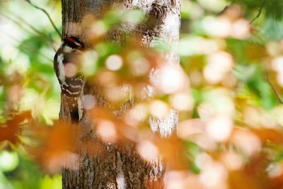 Close-up of tree trunk in forest