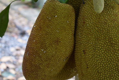 Close-up of green lizard on leaf