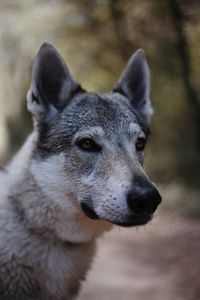 Close-up portrait of a dog in forest