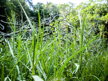 Plants growing on field