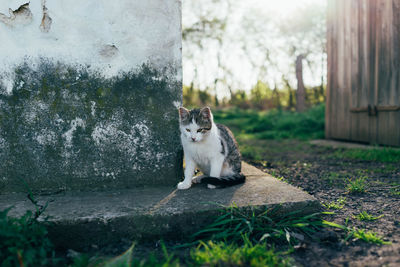 Portrait of a cat sitting on plant