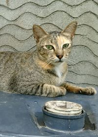 Portrait of cat sitting outdoors