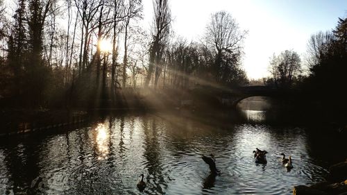 Ducks swimming in lake