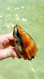 Close-up of hand holding crab