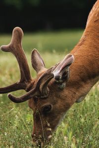 Deer in velvets close up 