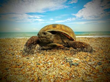 Lizard on beach against sky