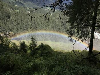 Scenic view of rainbow over trees in forest