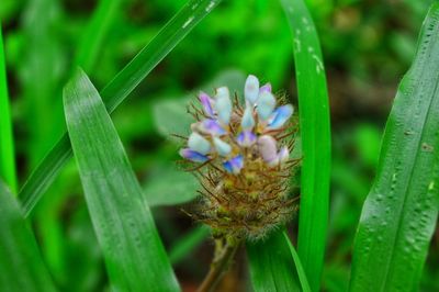 Close-up of purple flowering plant