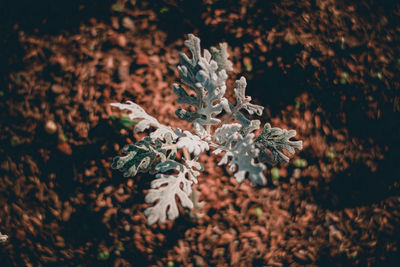 High angle view of plant on snow