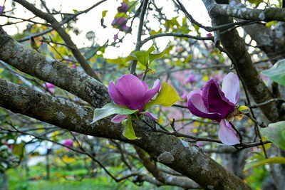 Close-up of fresh pink flowers blooming on tree