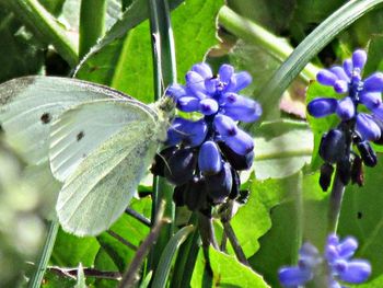 Close-up of insect on purple flowers