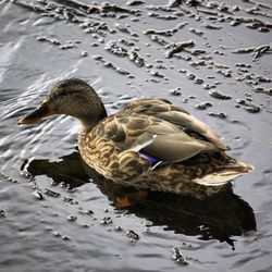 High angle view of mallard duck swimming in lake