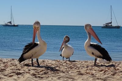 Seagulls on beach by sea against sky