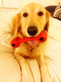 Portrait of dog lying on bed