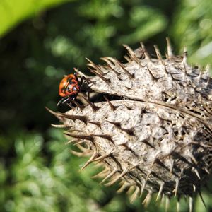 Close-up of ladybug on leaf