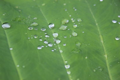 Close-up of raindrops on leaves