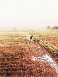 Scenic view of agricultural field against clear sky