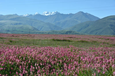Pink flowering plants on field by mountains against sky in china