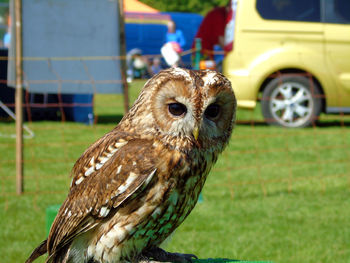 Portrait of owl on field