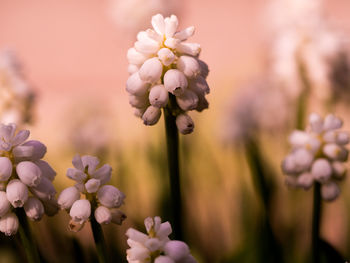 Close-up of white wild flower on blurred background