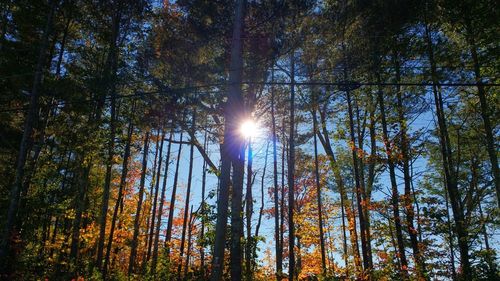 Sun shining through trees