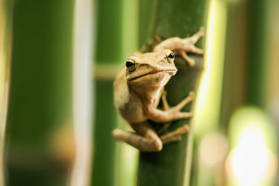 Tree frogs, one islands in the bamboo garden.