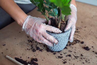 Replanting a zamiokulkas flower, woman's hands holding homeplant