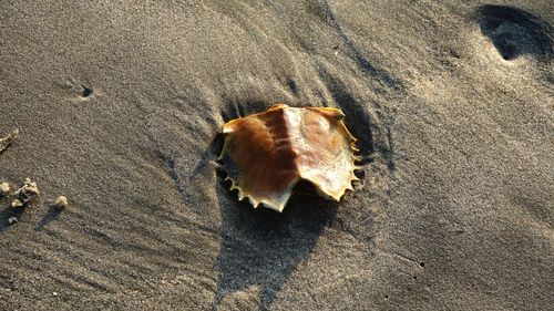 Seashell on beach