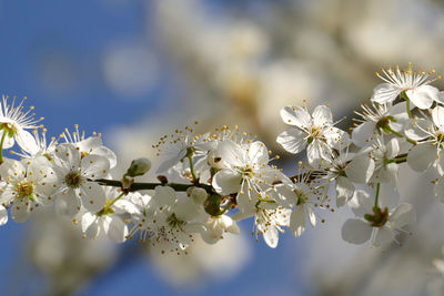 Close-up of white cherry blossom plant