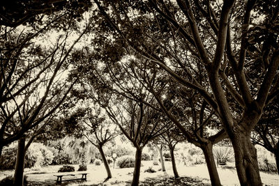 Bare trees on landscape