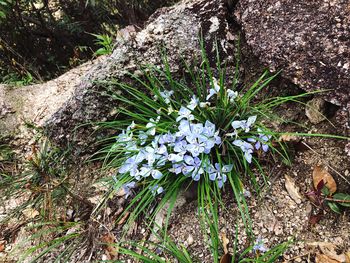 High angle view of flowering plant on field