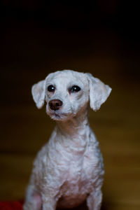 Close-up portrait of puppy