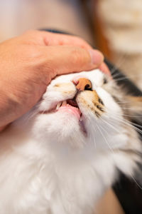 Close-up of a cat