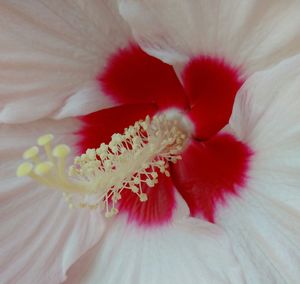 Macro shot of red hibiscus blooming outdoors