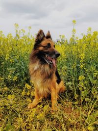 View of dog on field