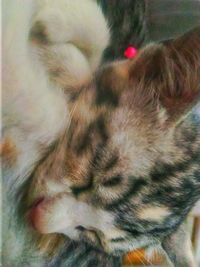Close-up of cat sleeping