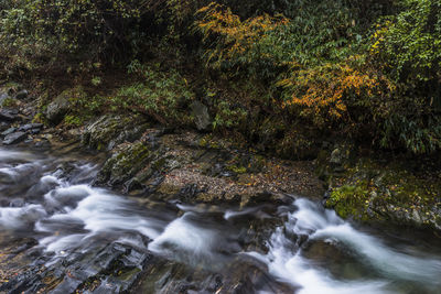 Scenic view of waterfall in forest