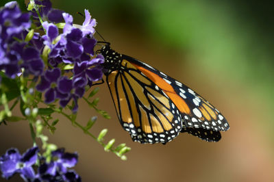 Close-up of butterfly on purple flower