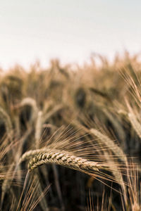 Close-up of wheat growing on field against sky