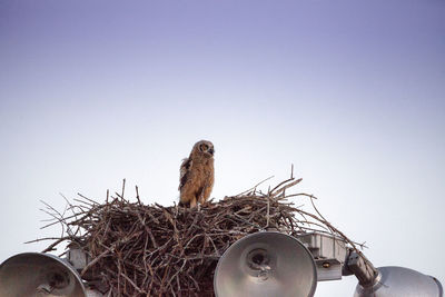 Horned owlet bubo virginianus perches in its nest on top of a light post in everglades city, florida