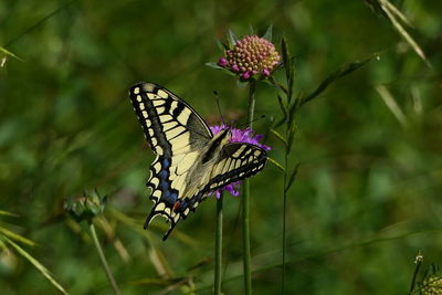 Close-up of butterfly pollinating on flower