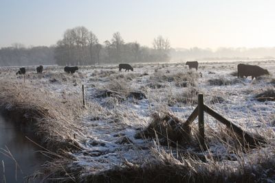 Cows grazing on field against sky during winter