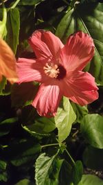 Close-up of pink flower blooming outdoors