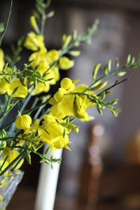 Close-up of yellow flowering plant