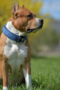 Close-up of a dog looking away