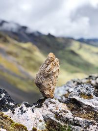 Close-up of lichen on rock