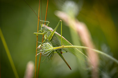 Close-up of insect on leaf