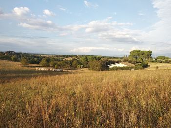 Scenic view of field against sky